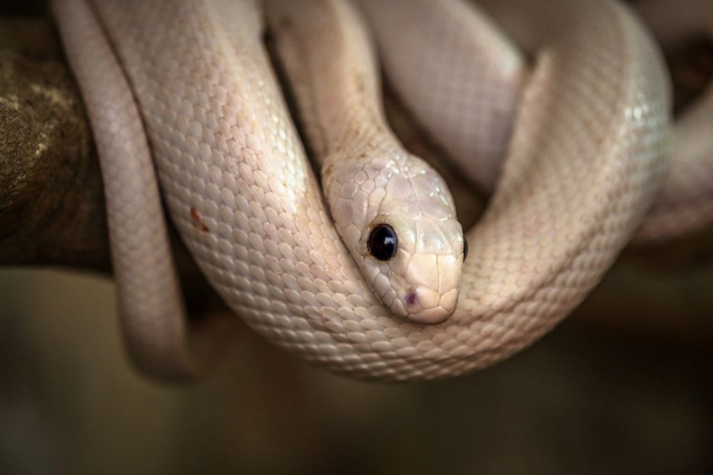 a white snake