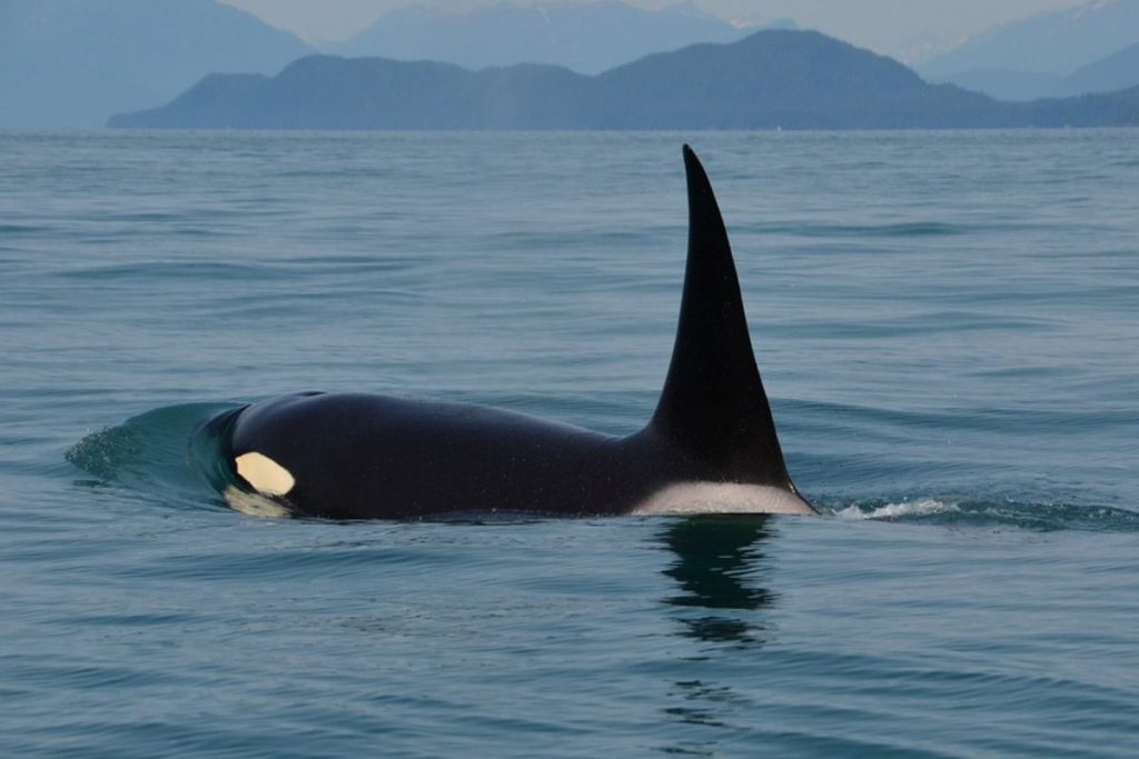 killer whale