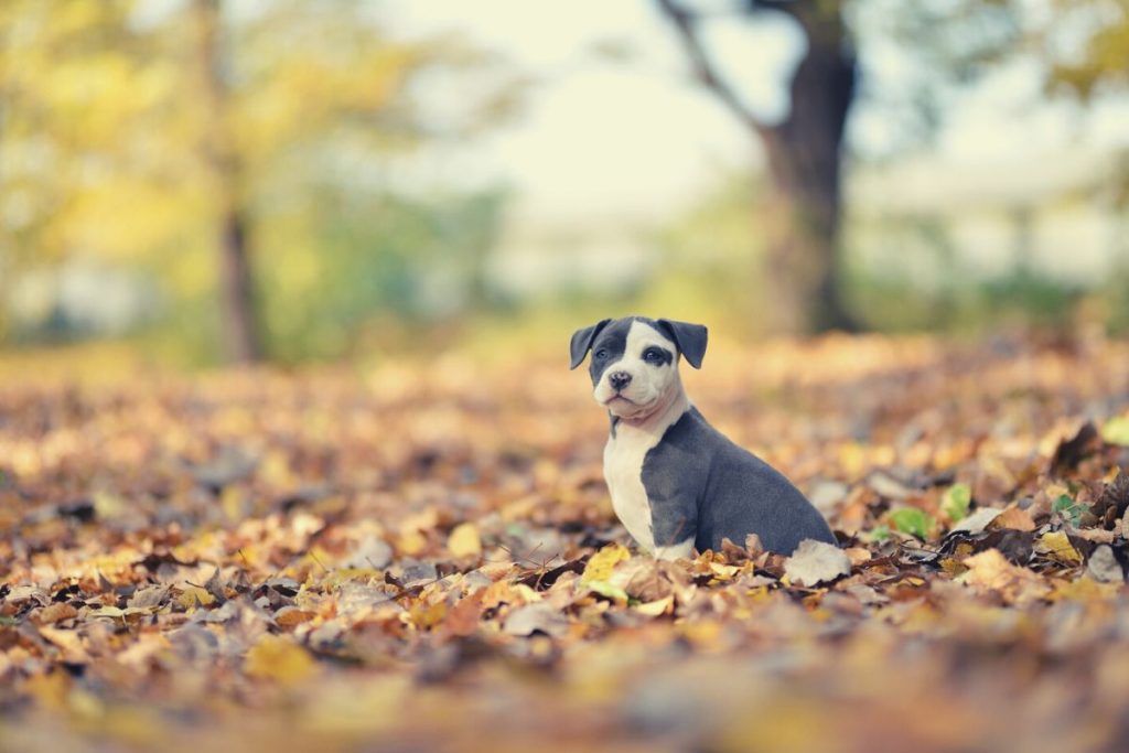 puppy in dream