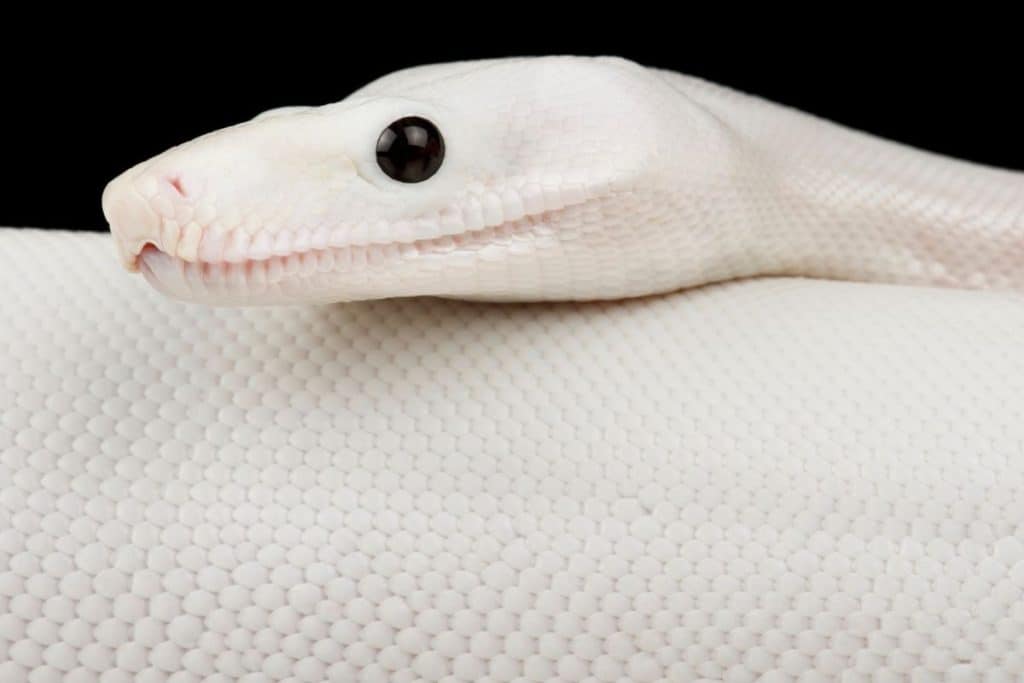 white snake in dream