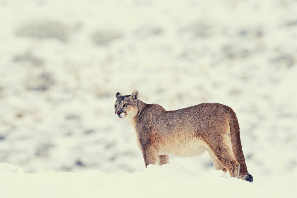 dream mountain lion