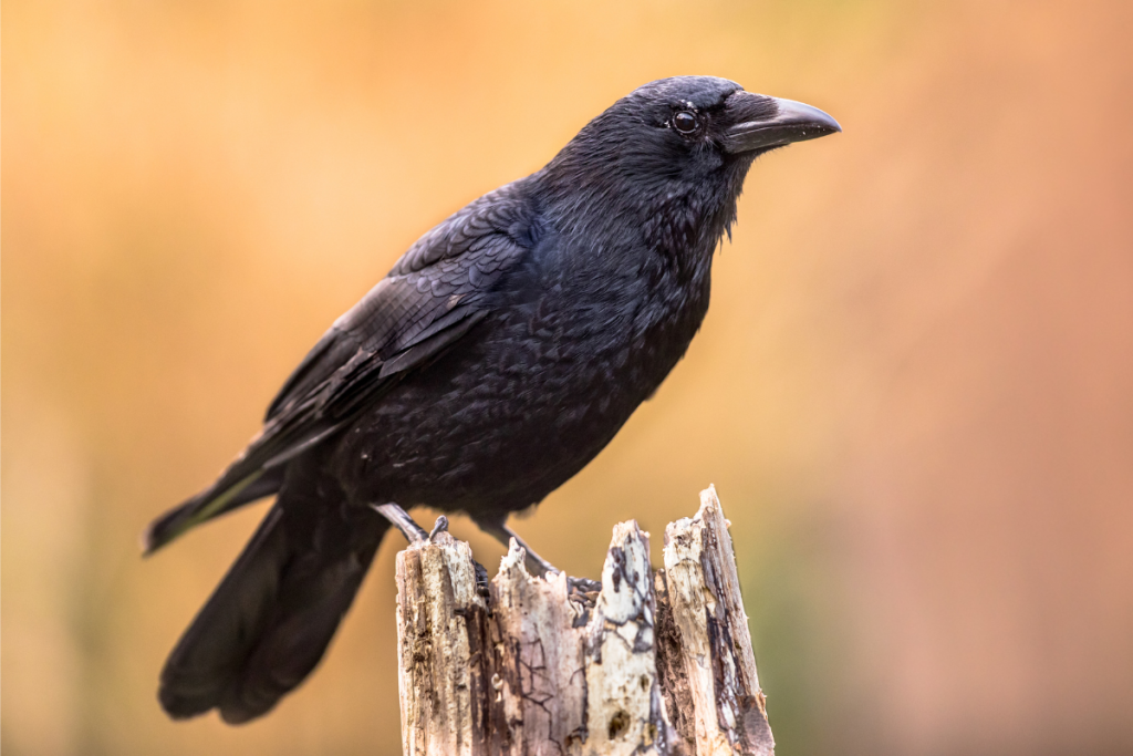 crows cawing dream meaning