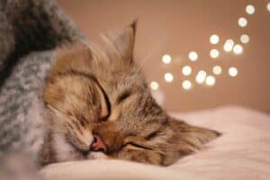 Cat sleeping