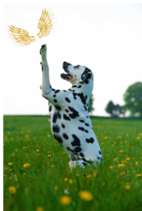 Dog and angel wings