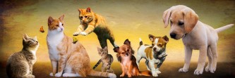 Angel Energy Healing For Pets