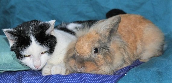 Rabbit and cat relaxing together