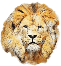 Lions Gateway Card Reading Lions Gate Portal Card Reading