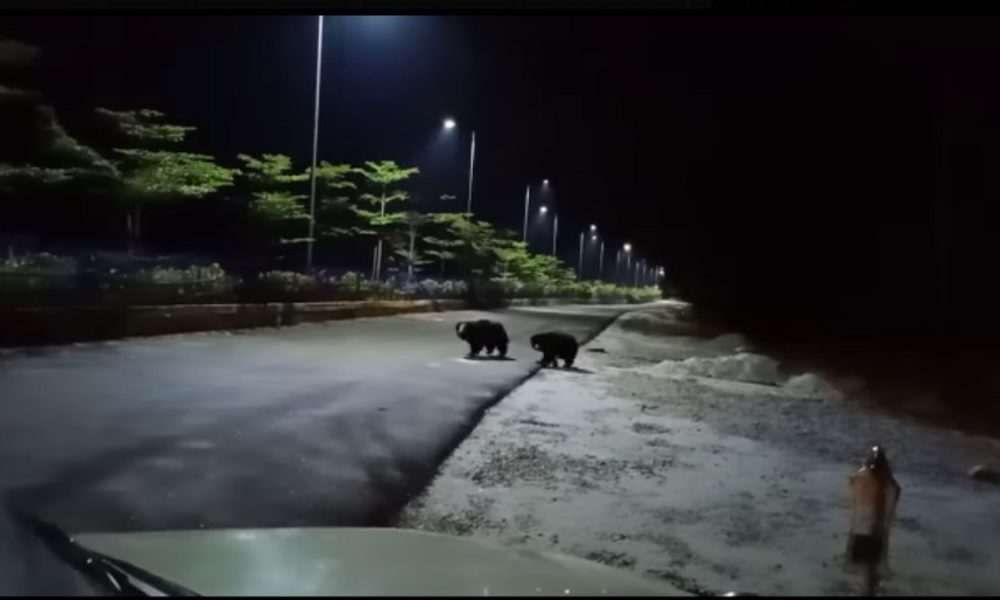 Animals take to Tirupati streets as Covid keeps pilgrims away