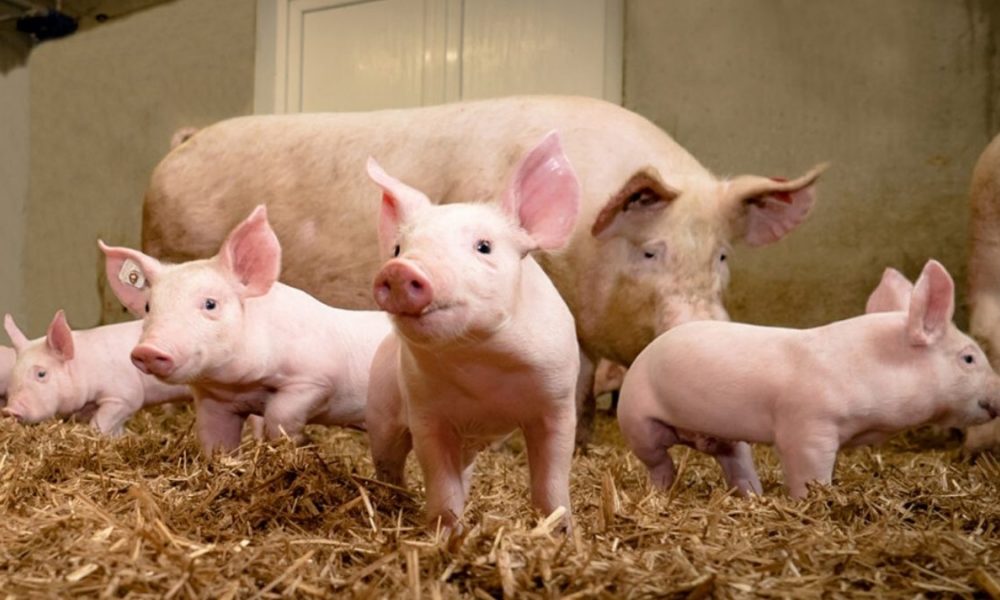 Amid Covid-19, African Swine Fever kills 13,000 pigs in Assam