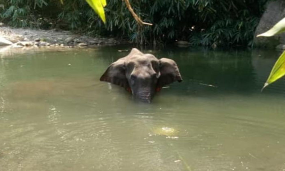 Female elephant found dead in Mudumalai Tiger Reserve