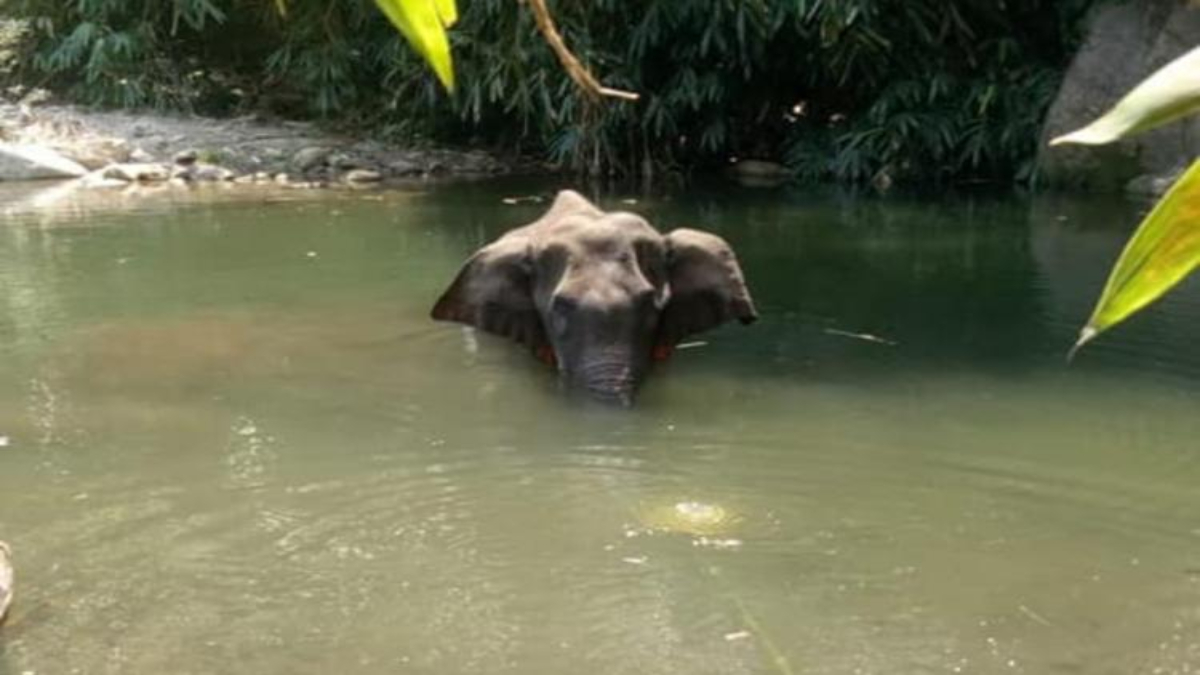 Female elephant found dead in Mudumalai Tiger Reserve