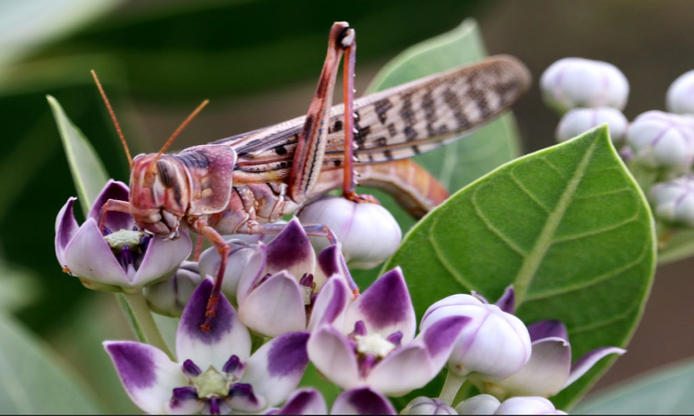 Time to switch to natural ways to fight locusts