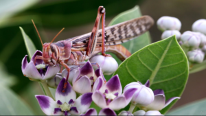 Time to switch to natural ways to fight locusts