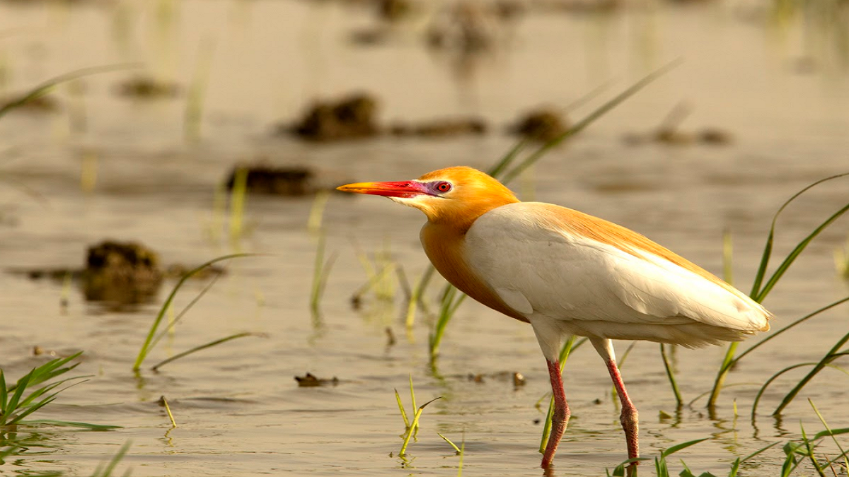 Delhi’s wild side: Birding around city & its suburbs