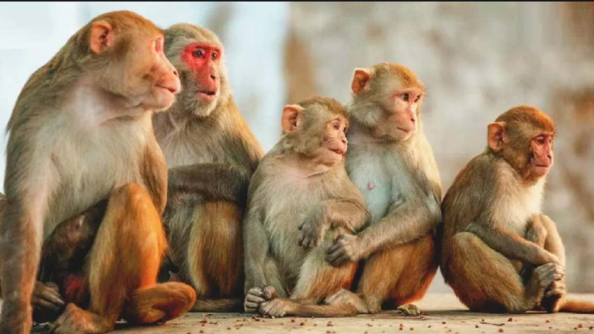 1,000 men deployed to shoo away monkeys at temple site in Ayodhya