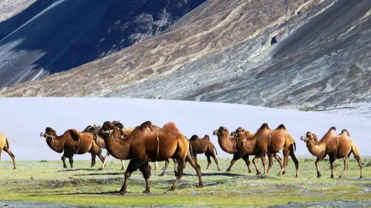 Indian Army’s latest ‘weapon’ against China in Ladakh: Two-hump camel