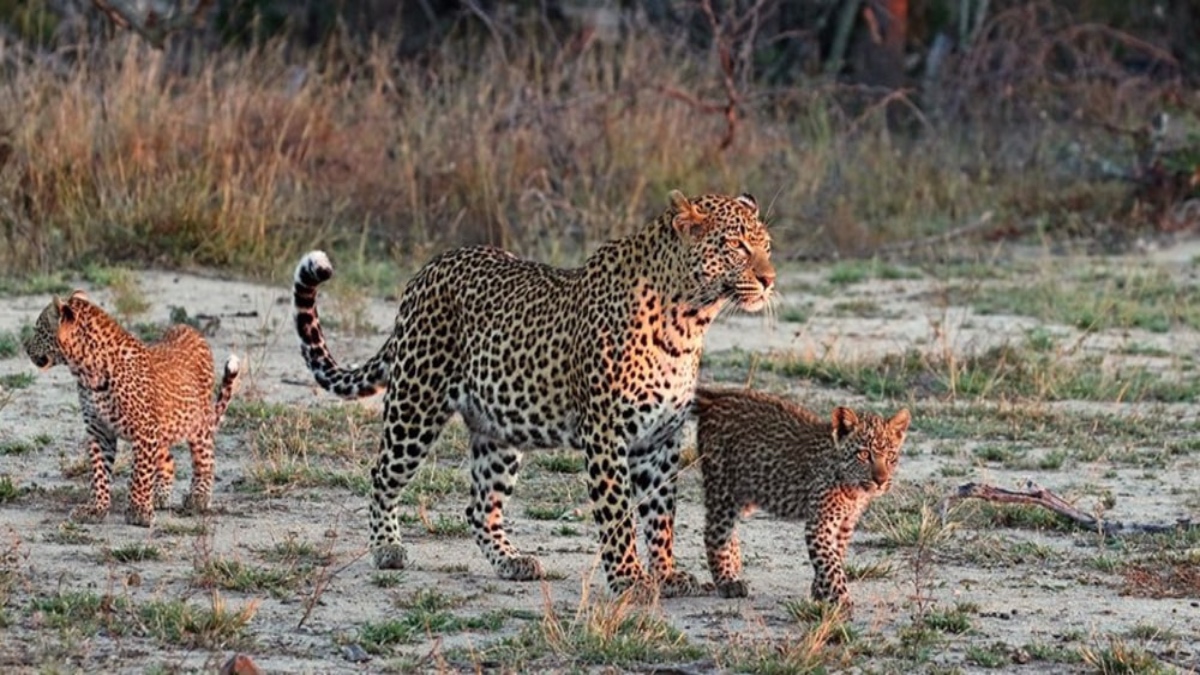 Jawai: The leopard country