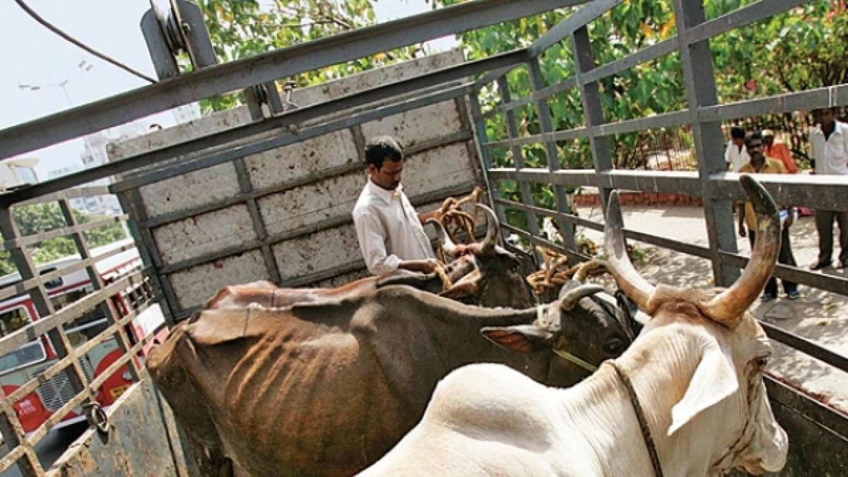 KARNATAKA CABINET CLEARS ANTI-COW SLAUGHTER ORDINANCE