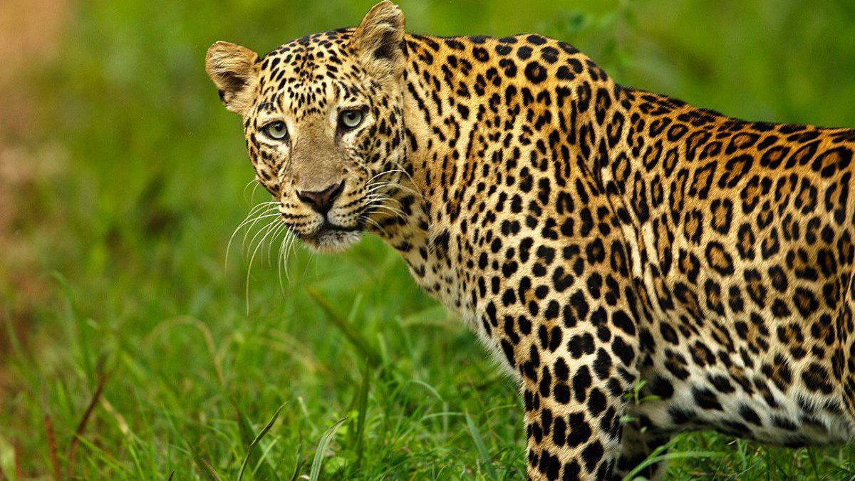 KVM Accuses Punjab Forest Dept Of Killing A Leopard During Rescue Mission