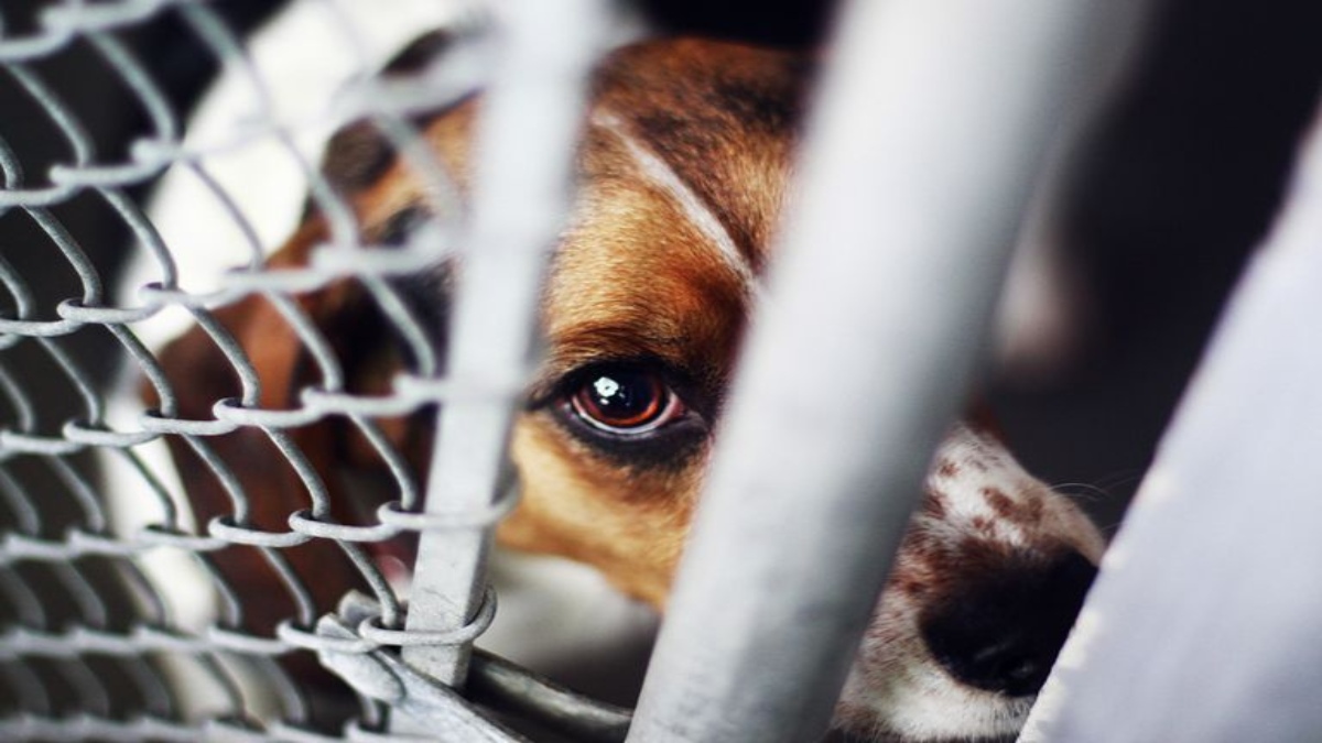 THE PLIGHT OF ANIMAL CRUELTY: A LEGAL PERSPECTIVE