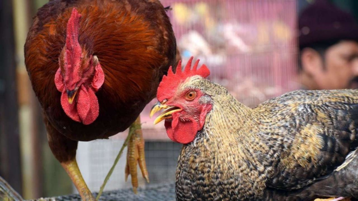 RUSSIA REPORTS WORLD’S FIRST CASE OF HUMAN INFECTION WITH BIRD FLU