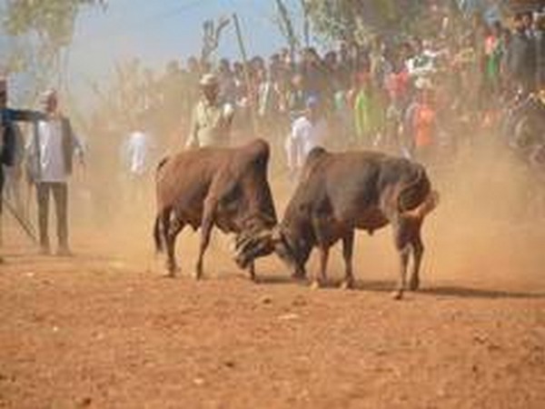 Karnataka: During Kari festival, bulls attack and injured 8 people