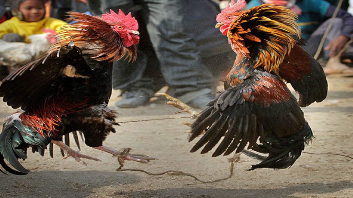 Sankranti rooster fights go unabated in Andhra with heavy bettings