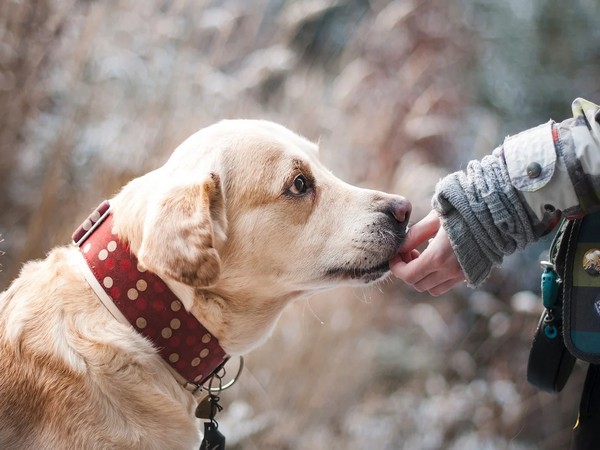 Dogs can learn new words after hearing them only four times, suggests study