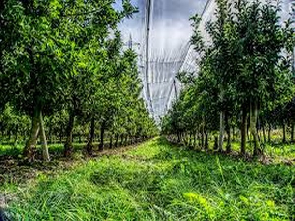 Street trees close to the home may reduce the risk of depression