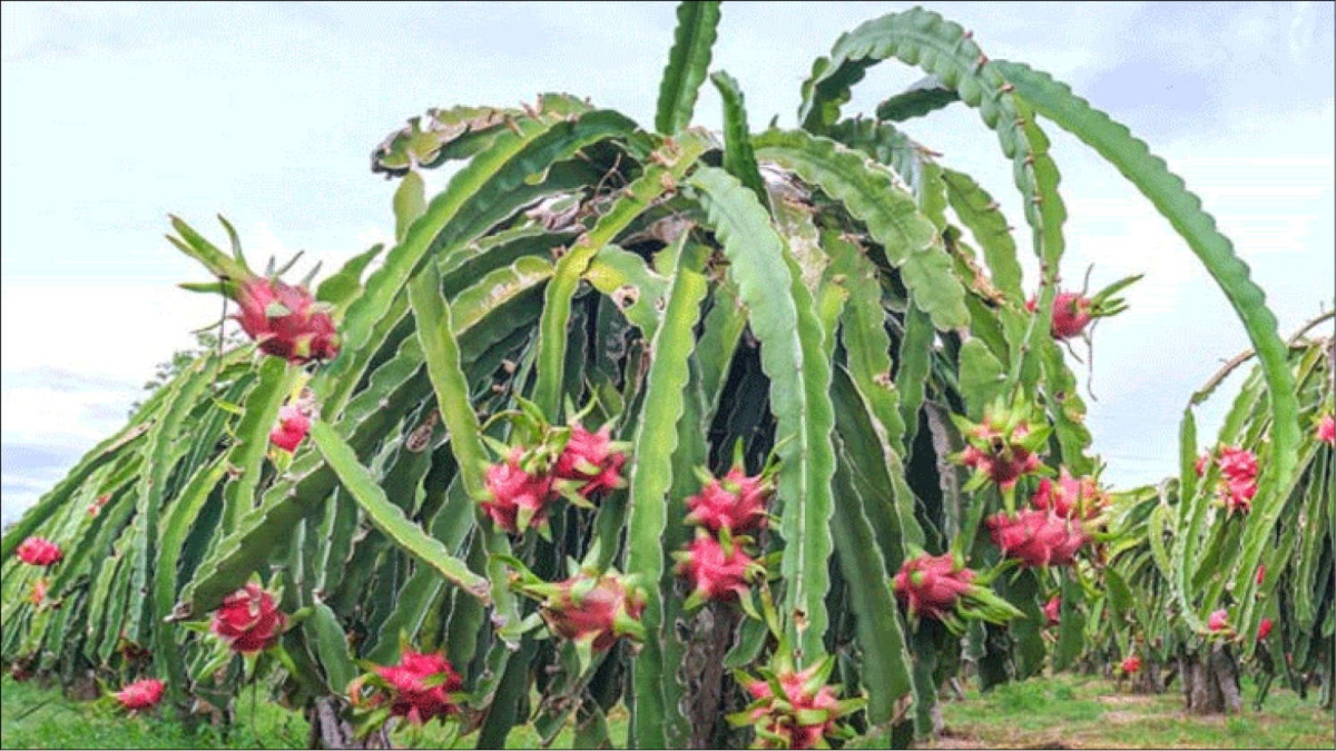 DRAGON FRUIT TO BE NAMED ‘KAMALAM’ IN GUJARAT