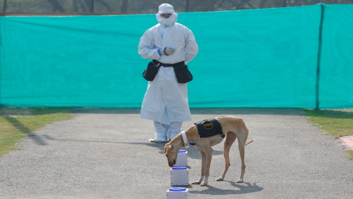 ARMY DRILLS DOG SQUAD TO SNIFF OUT COVID-19