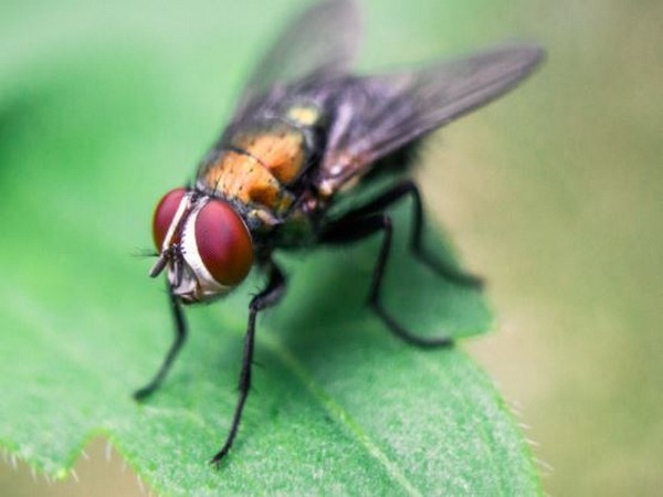 Invasive flies incline toward an untouched territory while laying eggs