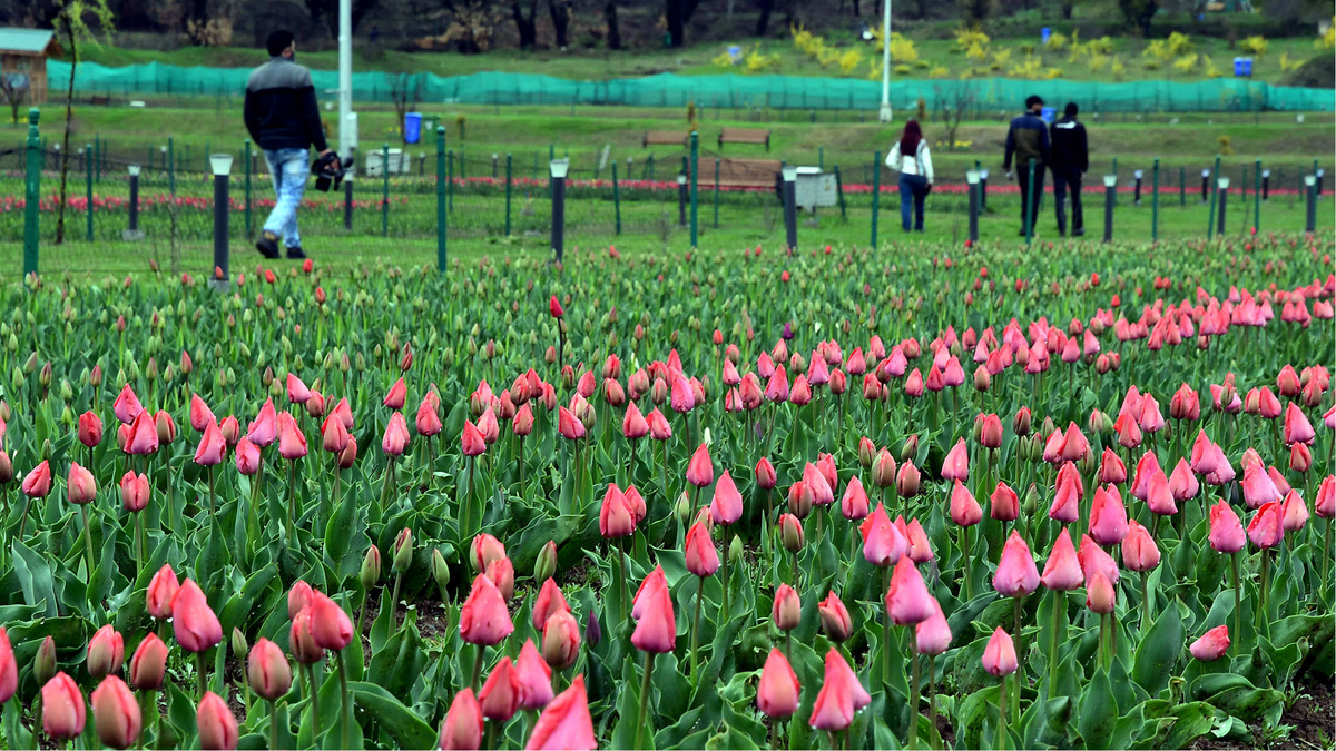 PM MODI ASKS PEOPLE TO VISIT TULIP GARDEN IN JAMMU & KASHMIR