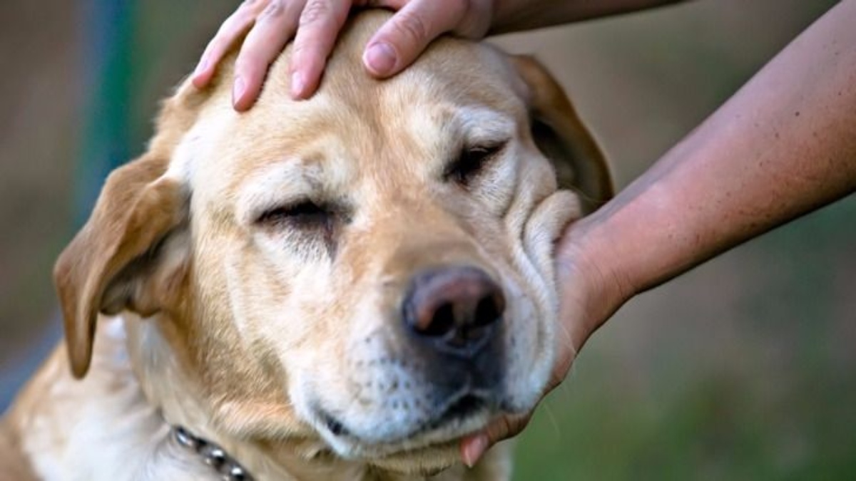 How to Choose the Right Food for Your Animals: A Guide