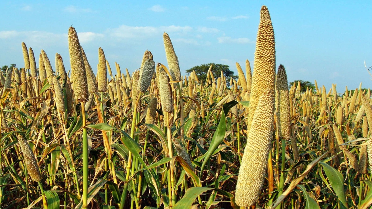 INDIA BEGINS EXPORT OF ORGANIC MILLETS GROWN IN HIMALAYAS TO DENMARK