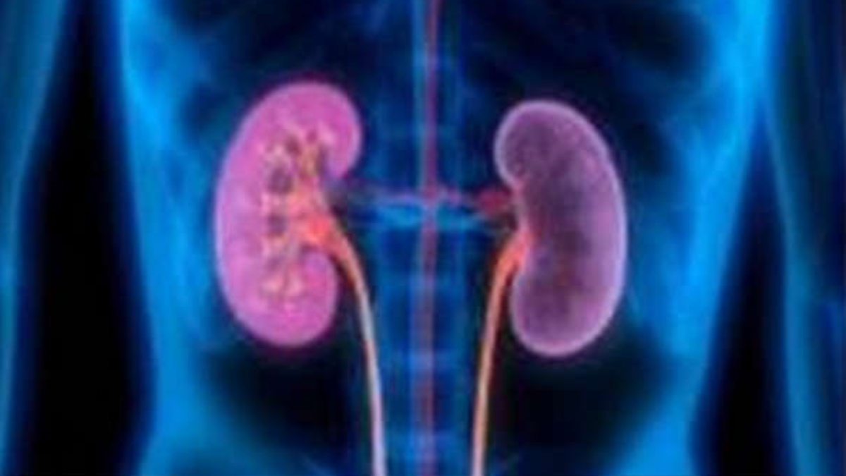 CHANGES IN PROTEINS PLAY CRUCIAL ROLE IN AGEING KIDNEYS: STUDY