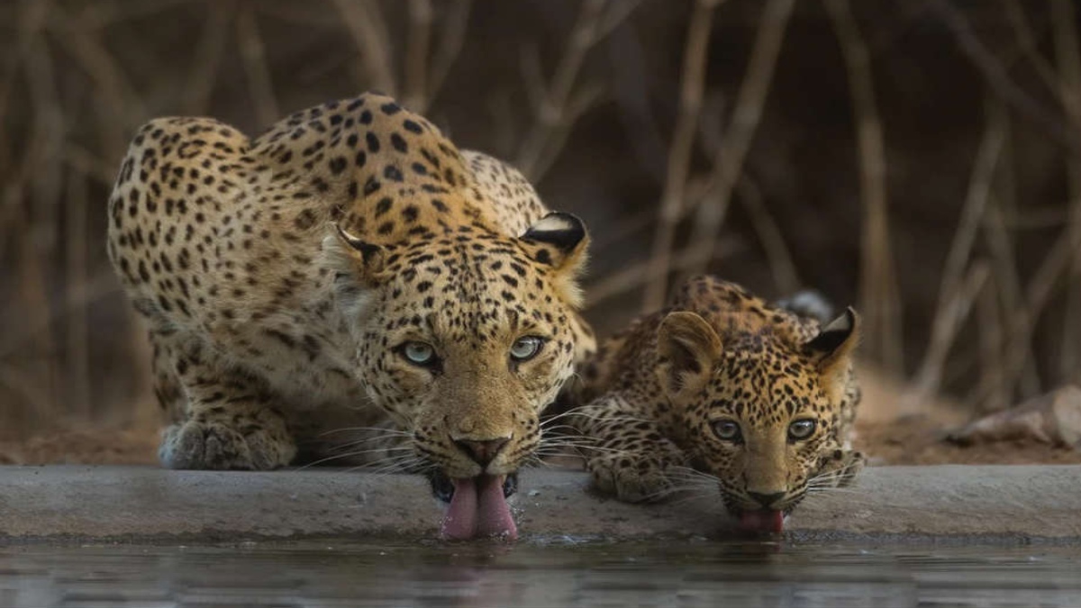 A peek into Achintya Singh’s world of wildlife photography