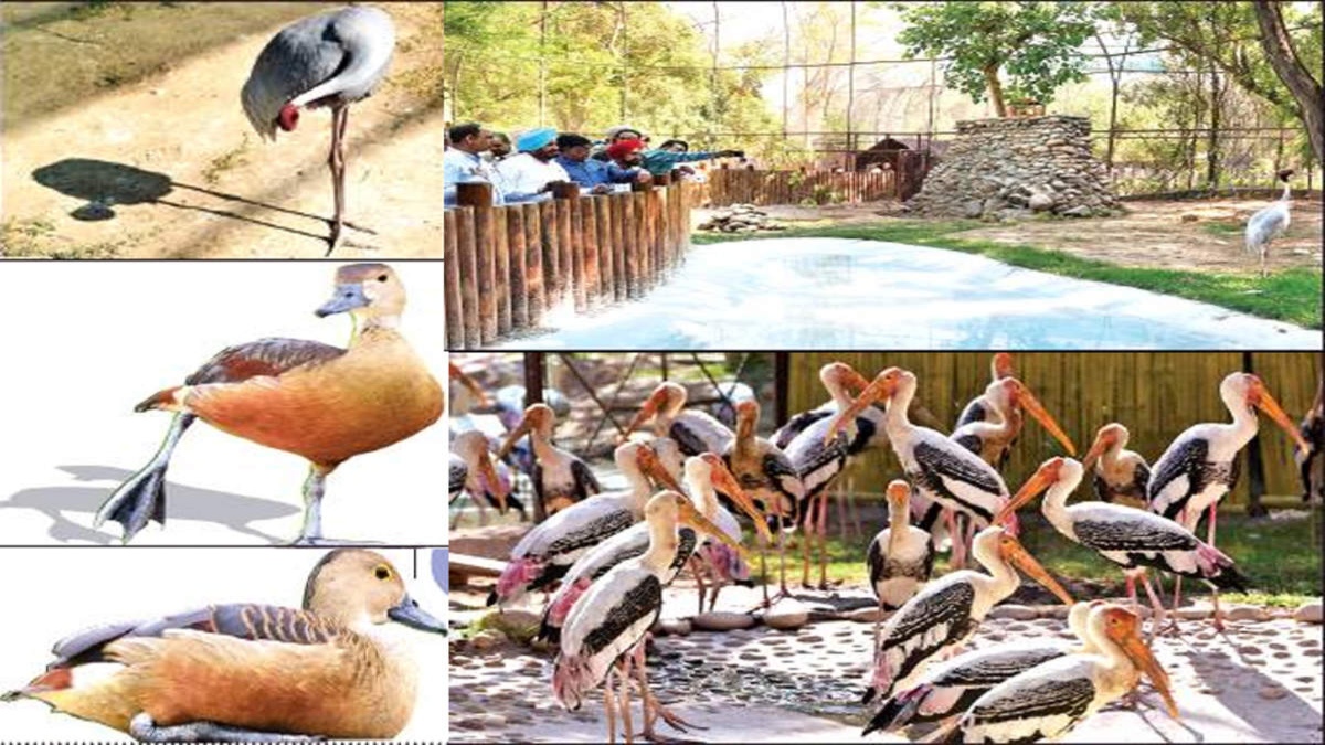 CHANDIGARH AVIARY IN DOCK FOR BID TO BUY EXOTIC BIRDS