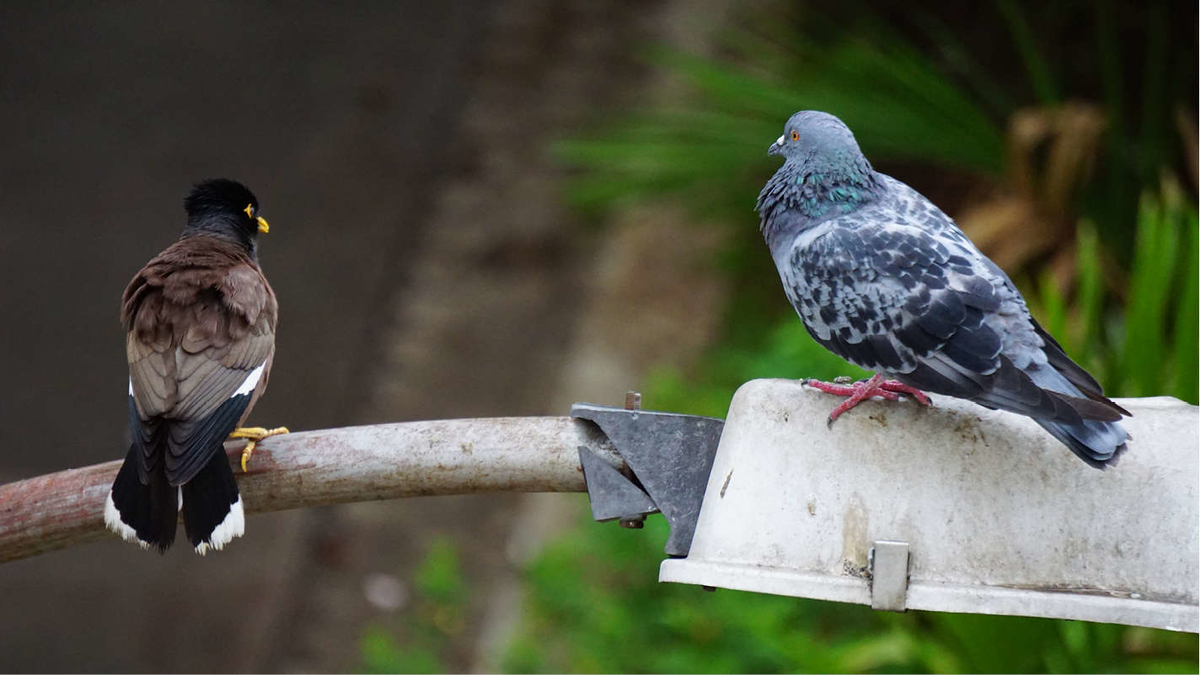 CAPITAL’S BIRDLIFE: HOPPING MYNAS AND EXCRETING PIGEONS