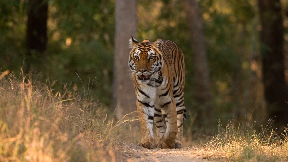 TIGER’S RETREAT: BIG CATS HAPPILY LIVING IN MADHYA PRADESH