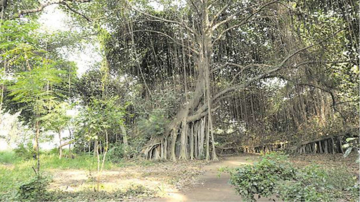 PUNJAB TO CONSERVE CENTURY-OLD TREES USING QR-CODE AND GEOTAGGING TECHNOLOGY