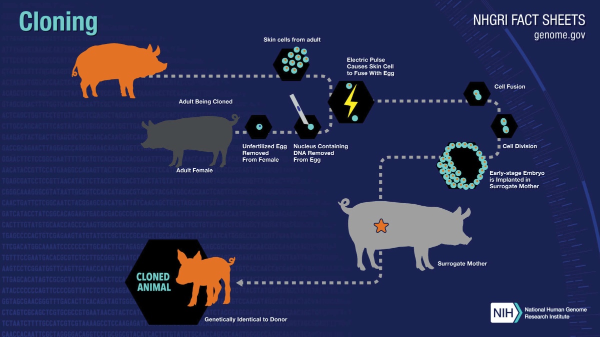 Cloning and implications: An analysis