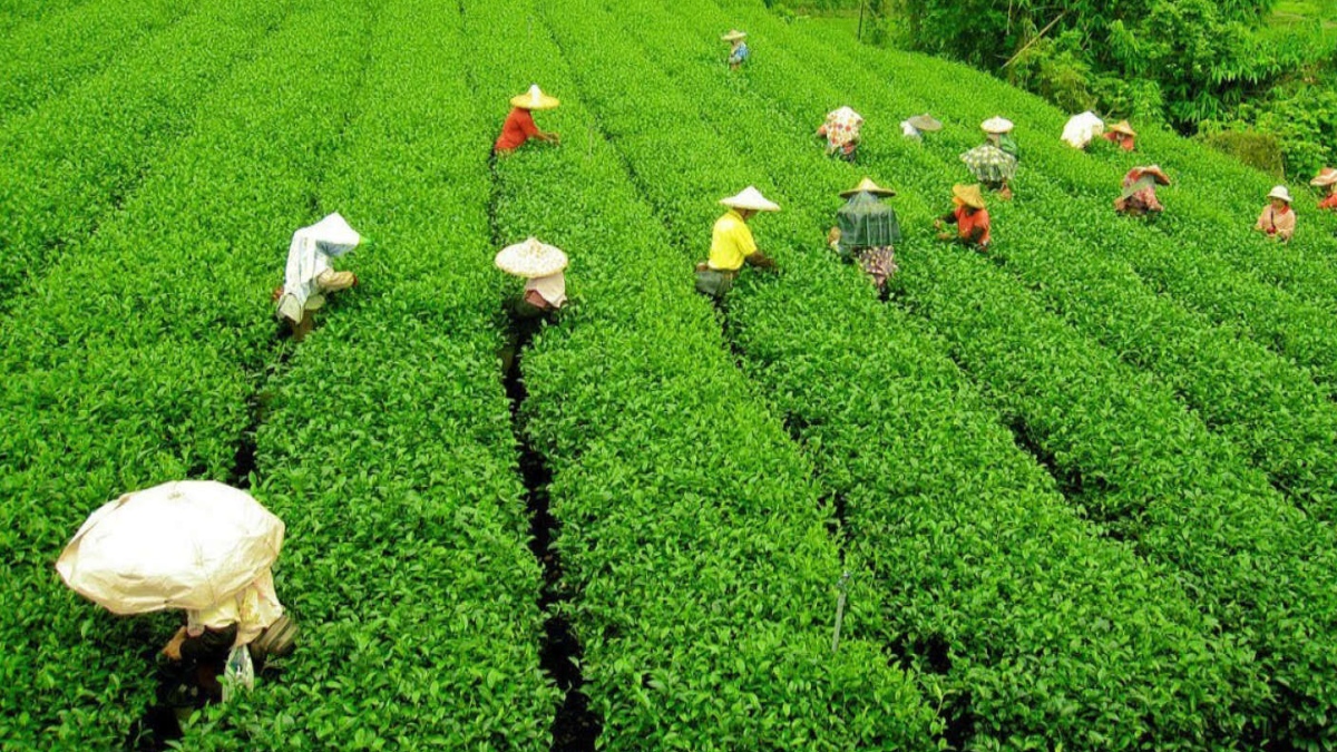 Tea Board cracks down on substandard imports