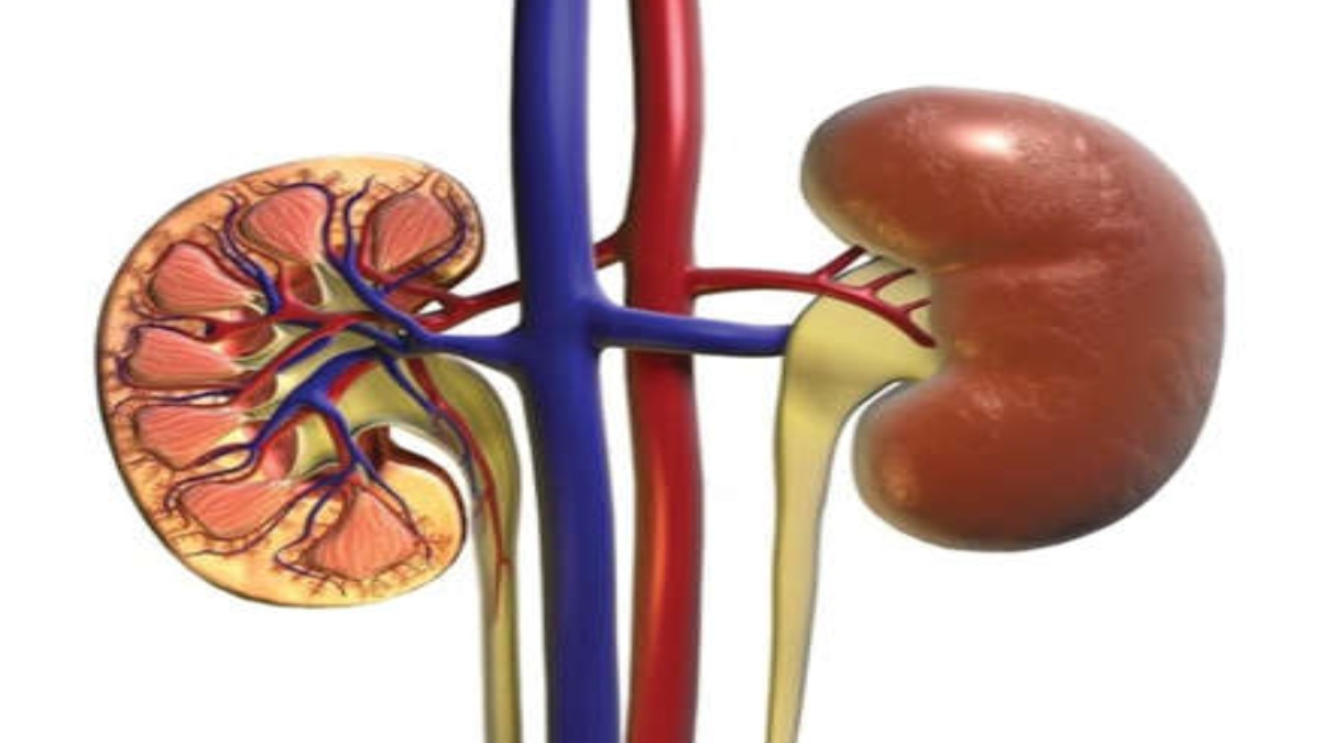 Increased temperatures contribute to more cases of kidney disease