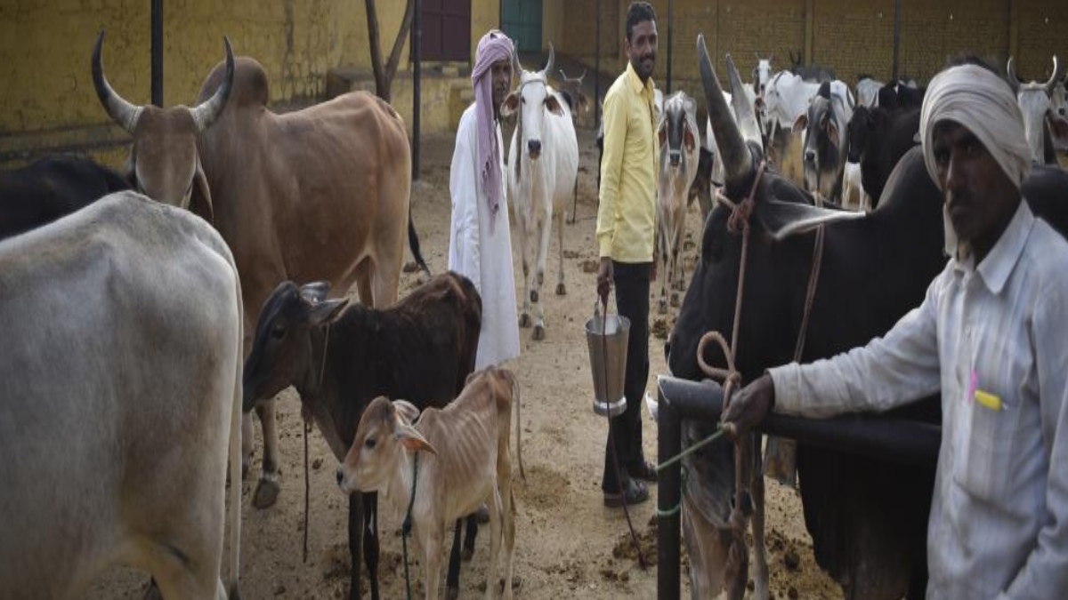 Haryana to upload data about animals’ vaccination and breeding online