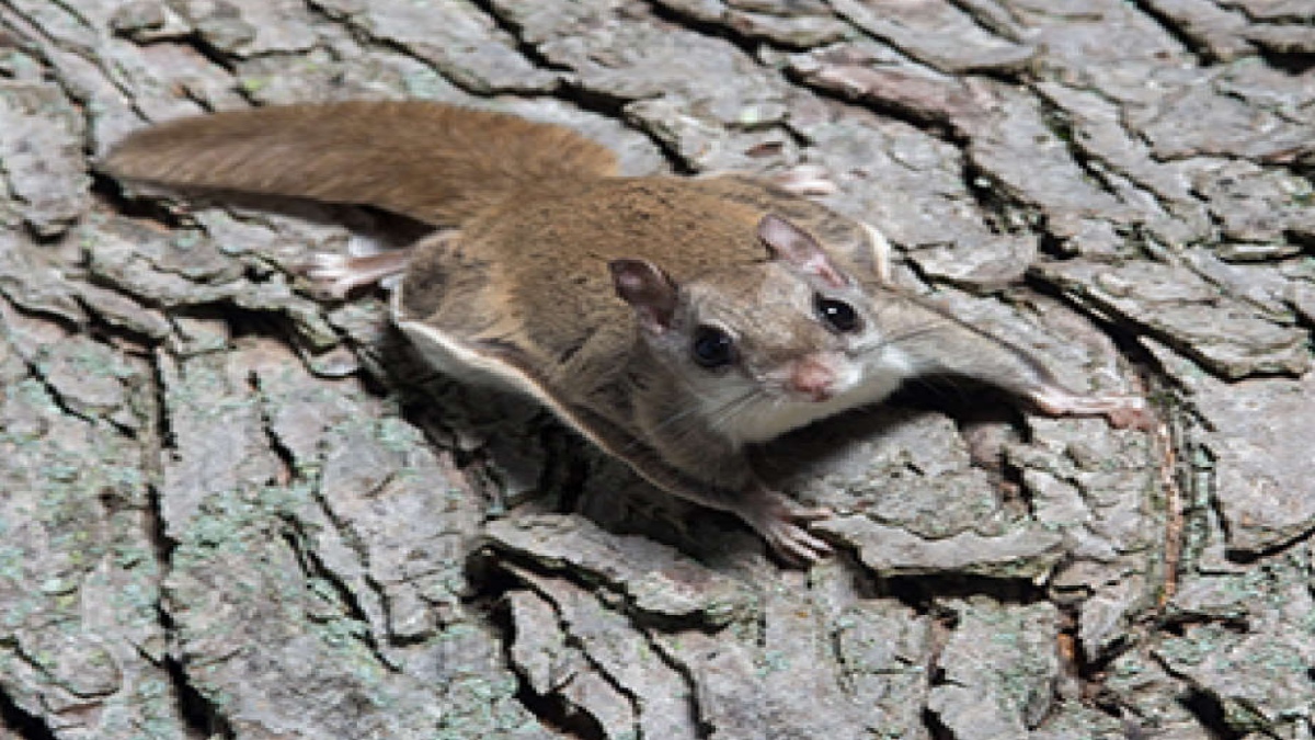 UTTARAKHAND IS HOME TO FIVE SPECIES OF FLYING SQUIRRELS