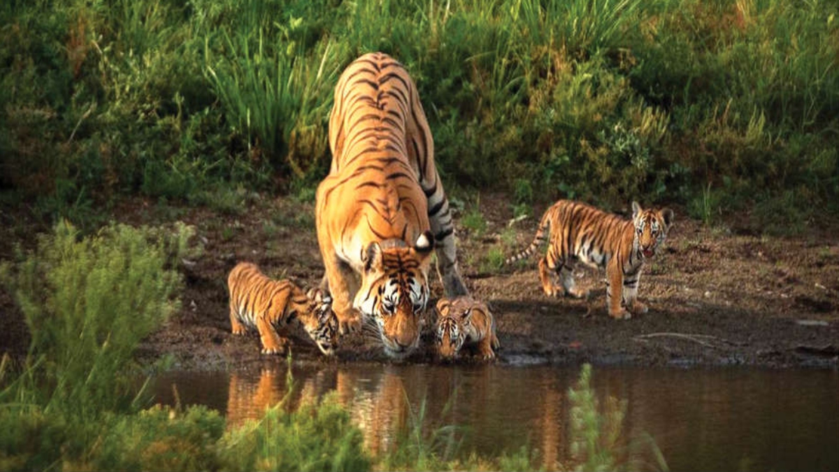 White tigress ‘Raksha’ gives birth to 3 cubs, zoo official releases first picture