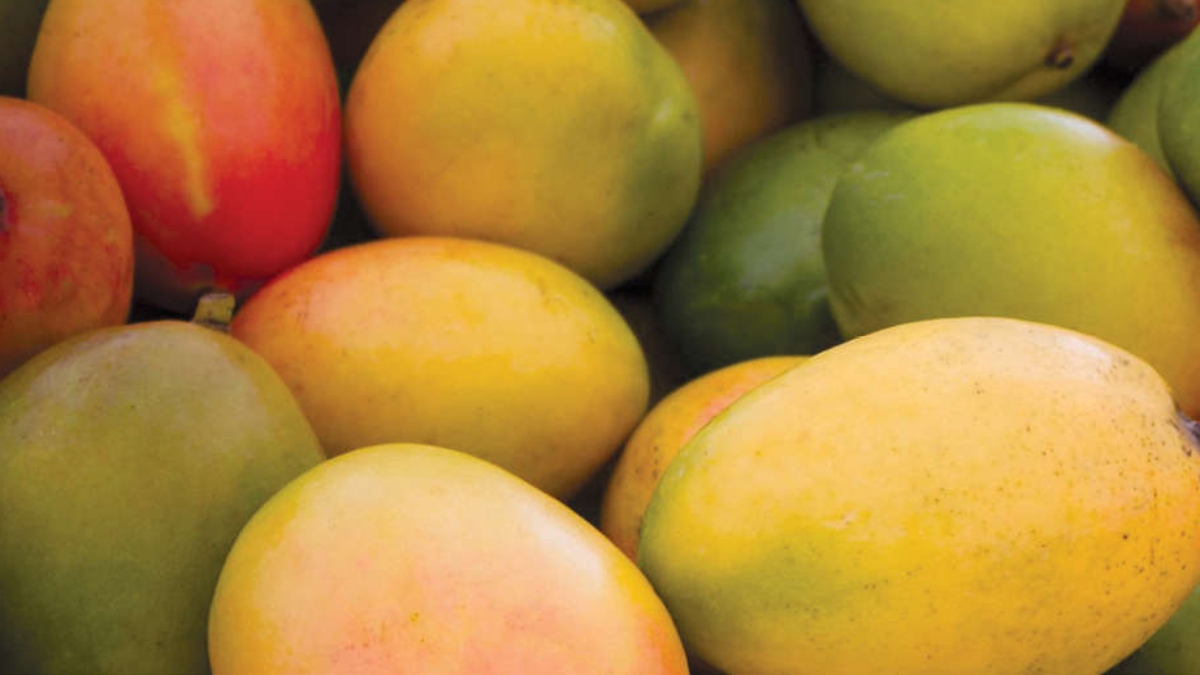 FSSAI Alerts  Fruit Traders Against Calcium Carbide Effects; Are Mangoes Safe to Eat?