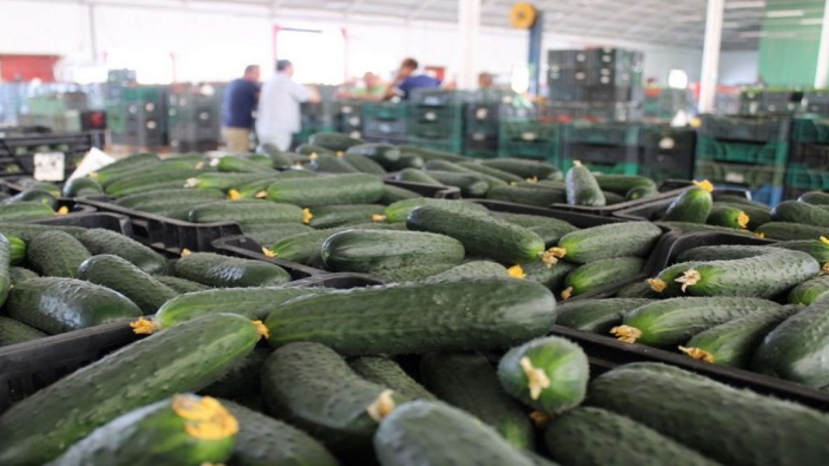 India emerges as largest exporter of cucumber and gherkins in the world