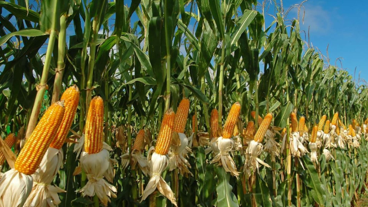 Maize exports jump nearly six fold in last three years despite challenges posed by pandemic